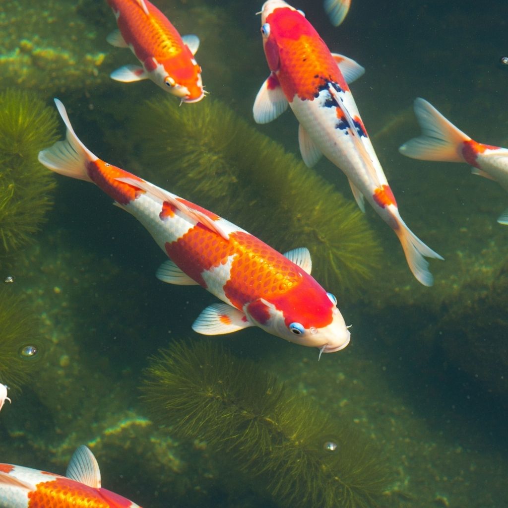 Colorful koi fish in a clear garden pond